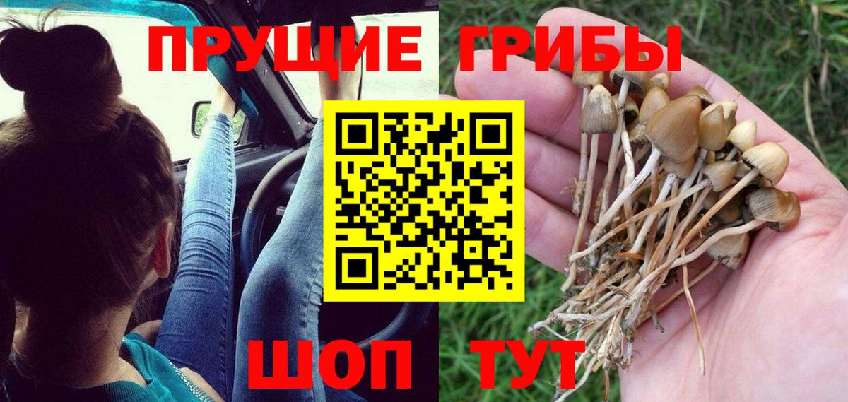 Новоалександровск  купить наркоту  Вход с VPN  Галлюциногенные грибы Magic Shrooms  Галлюциногенные грибы Magic Shrooms 